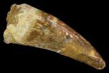 Cretaceous Fossil Crocodile Tooth - Morocco #117945-1